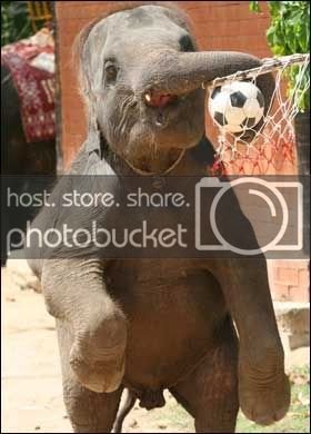 elephant1_280_676634a.jpg