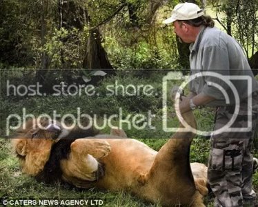 lion.jpg