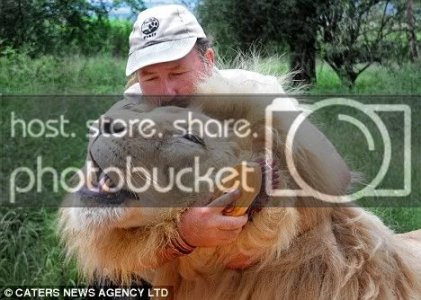 lion1.jpg