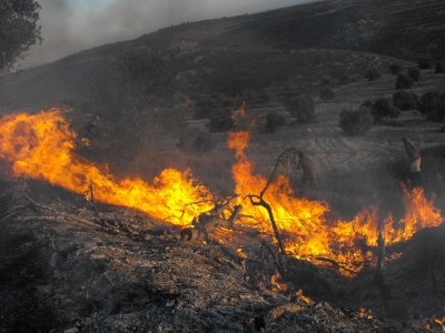 burning-trees-in-the-village-of-jeet1.jpg