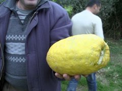 1261645350-limoni-2.5.kilogram.jpg