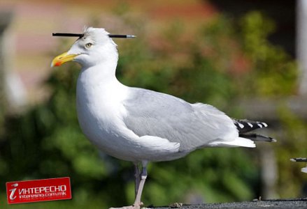 ptica001.jpg
