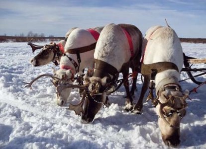 13048-1925856_laponia1.jpg 13048-1925856_laponia1.jpg