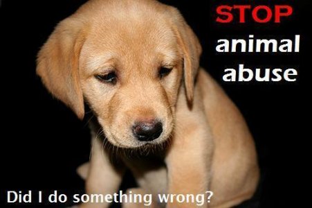 Stop-animal-abuse-animal-rights-10822026-500-333.jpg