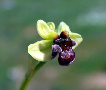 ophrys-bombyliflora586.jpg