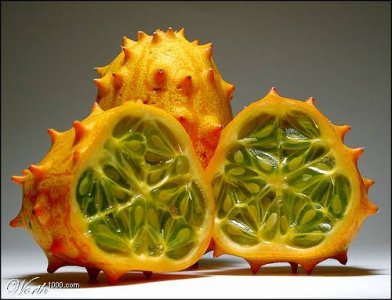 kiwano.jpg kiwano.jpg