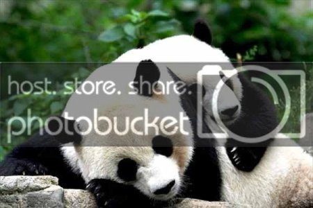 panda.jpg panda.jpg