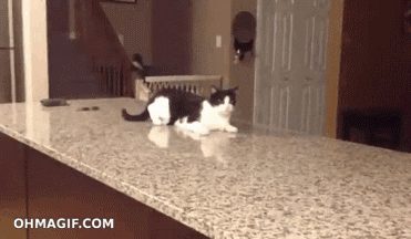 giphy (14).gif