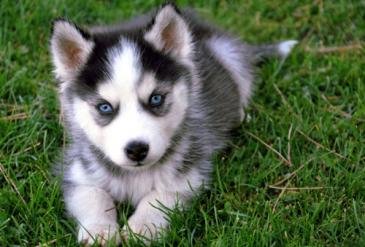 cute-little-husky-puppy.jpg