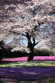190px-Sakura_and_Moss_Pink_-_桜(さくら)と芝桜(し.jpg