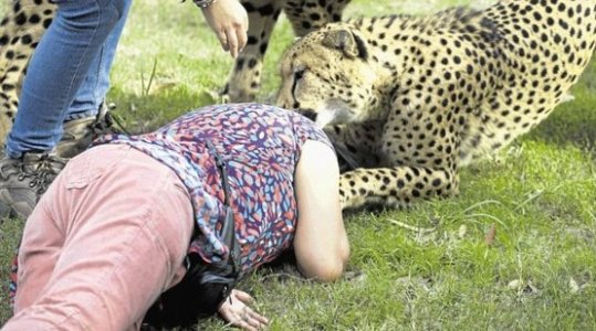 tigra1.jpg tigra1.jpg