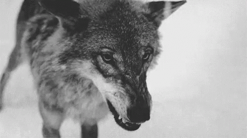 tenor (7).gif
