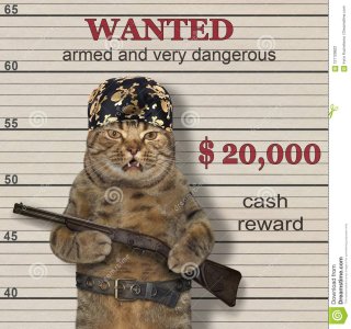 cat-criminal-pirate-bandana-holds-rifle-wanted-121129622.jpg