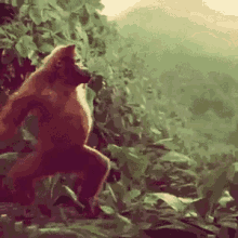 tenor (74).gif