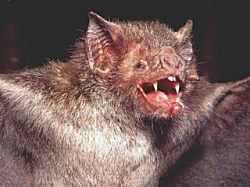 lakuriqet-vampire.jpg lakuriqet-vampire.jpg