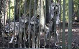 Ujqerit shqyejne gruan ne kopshtin zoologjik (Foto)