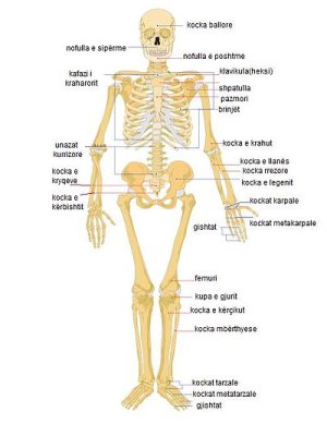400px-350px-Human_skeleton_front2.jpg