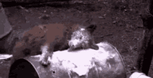 tenor - 2020-09-27T221007.548.gif