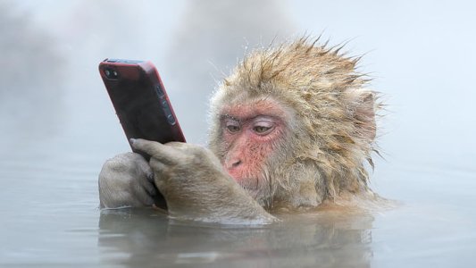 macaque-monkey-funny-primate-wallpaper-preview.jpg