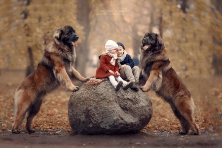 11.25.16-Little-Kids-and-Their-Big-Dogs4.jpg