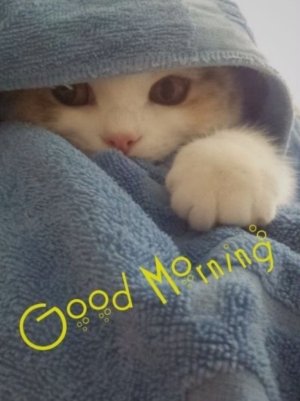 Good morning, kitten_.jpeg