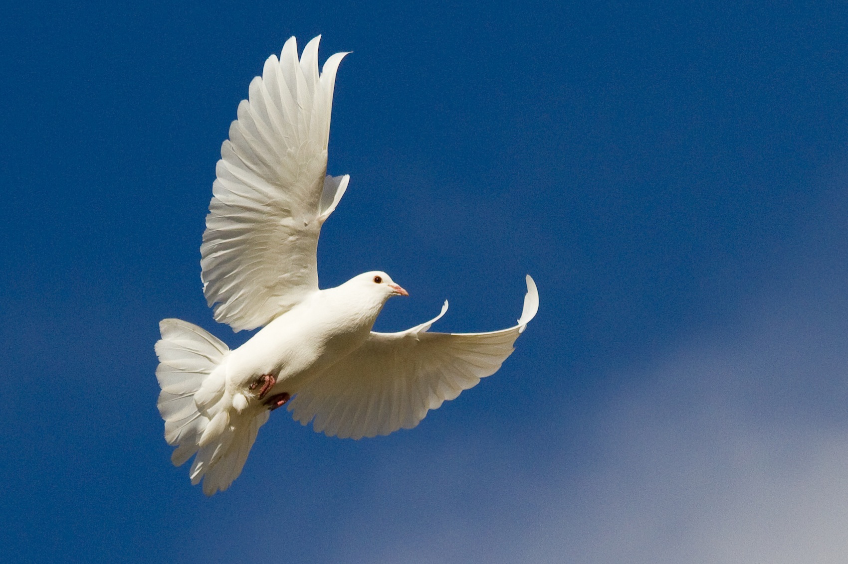 White_Dove.jpg